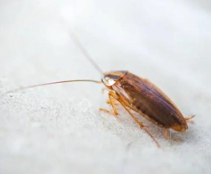 Best Cockroach Pest Control Services Sydney