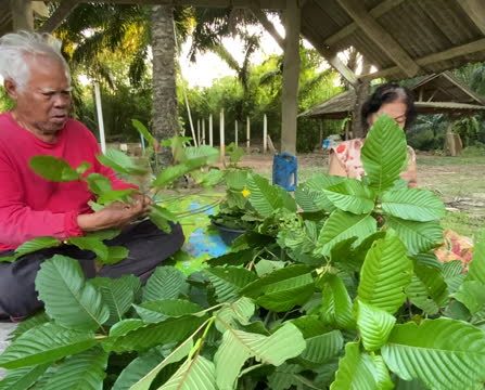 How Green Malay Kratom Can Support Your Mental Well-Being