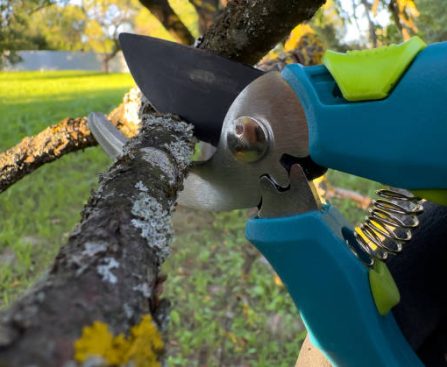 Tree Experts Committed to Yard Safety and Beauty